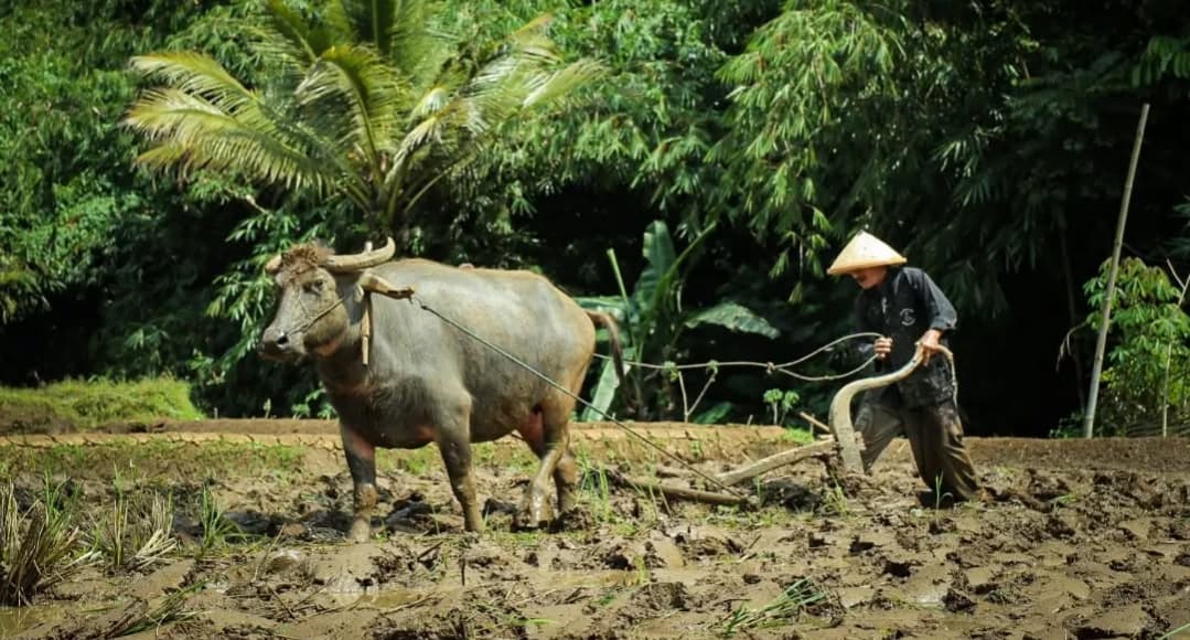 Kearifan Buhun Rancakalong: Membajak Sawah dengan Kerbau, Tradisi Lama yang Tetap Menghasilkan