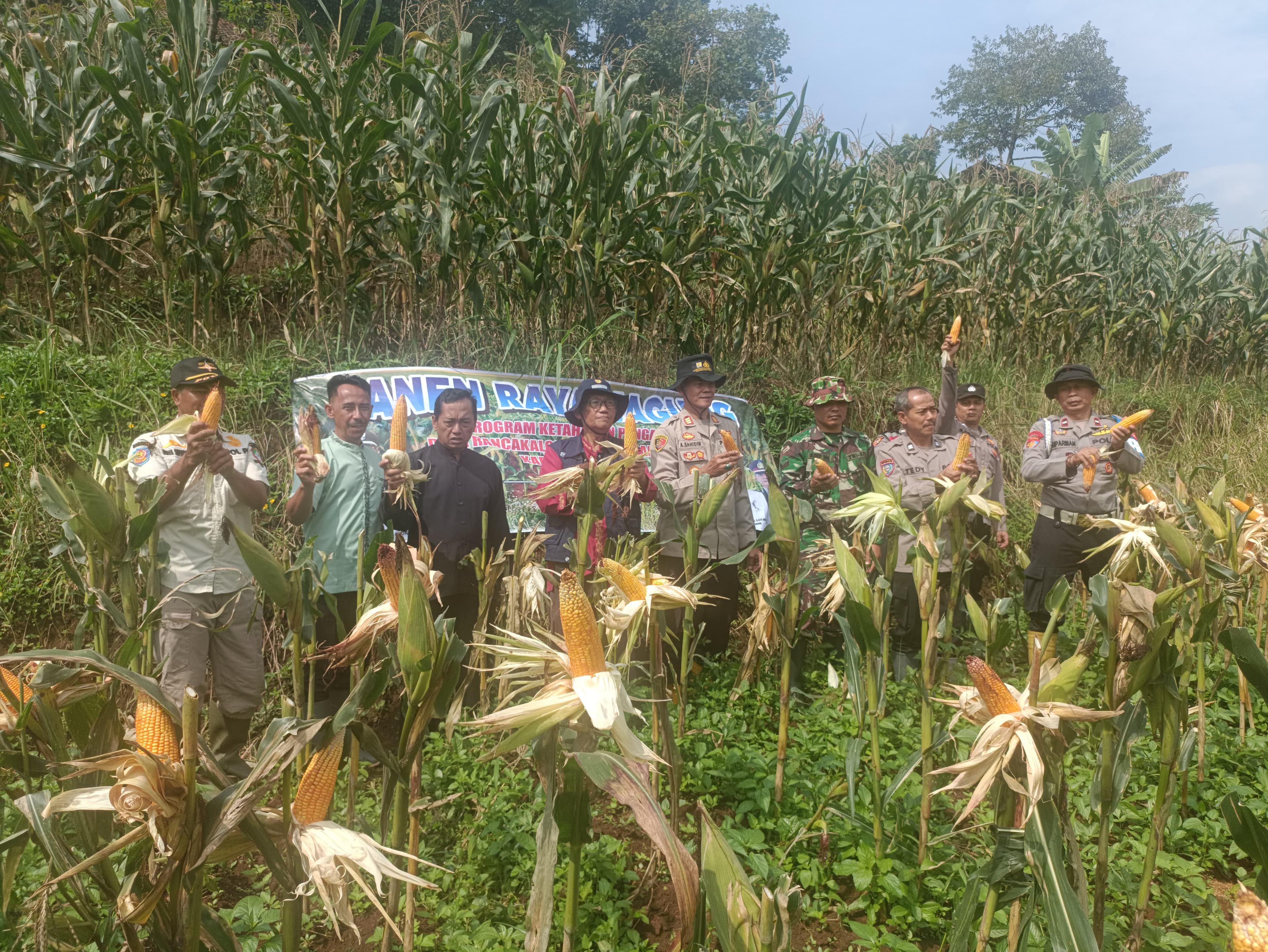 Panen Raya Jagung Hibrida: Langkah Nyata Rancakalong Dukung Ketahanan Pangan