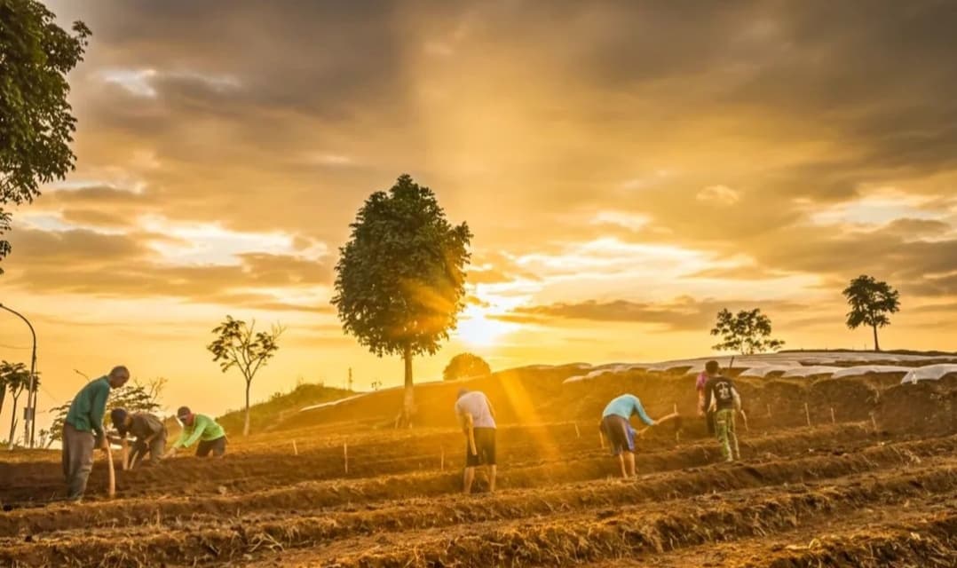 Rancakalong Potensial Jadi Pemasok Sayuran Program MBG